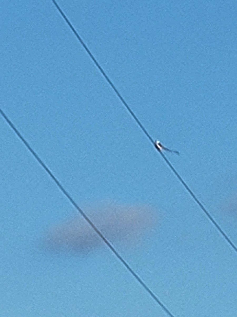 Scissor-tailed Flycatcher - ML644390441