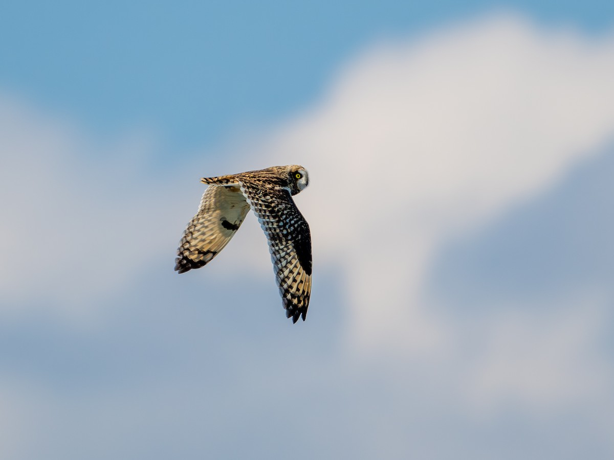 Short-eared Owl - ML644390457