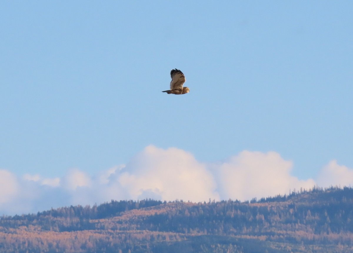 Short-eared Owl - ML644390462