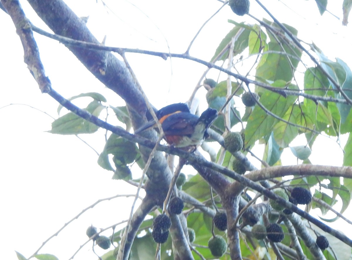 bronseisfugl - ML644390471