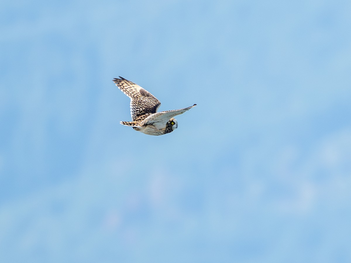 Short-eared Owl - ML644390473