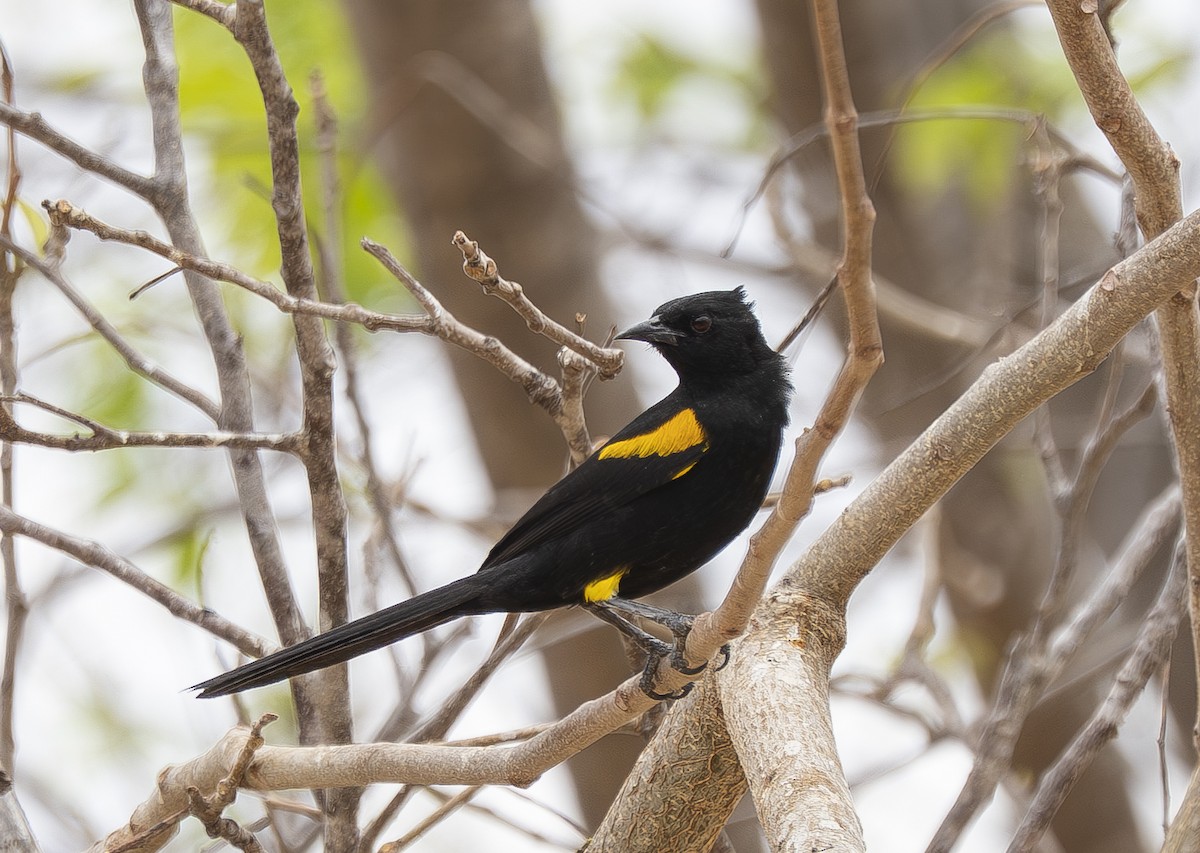 Variable Oriole - ML644390484