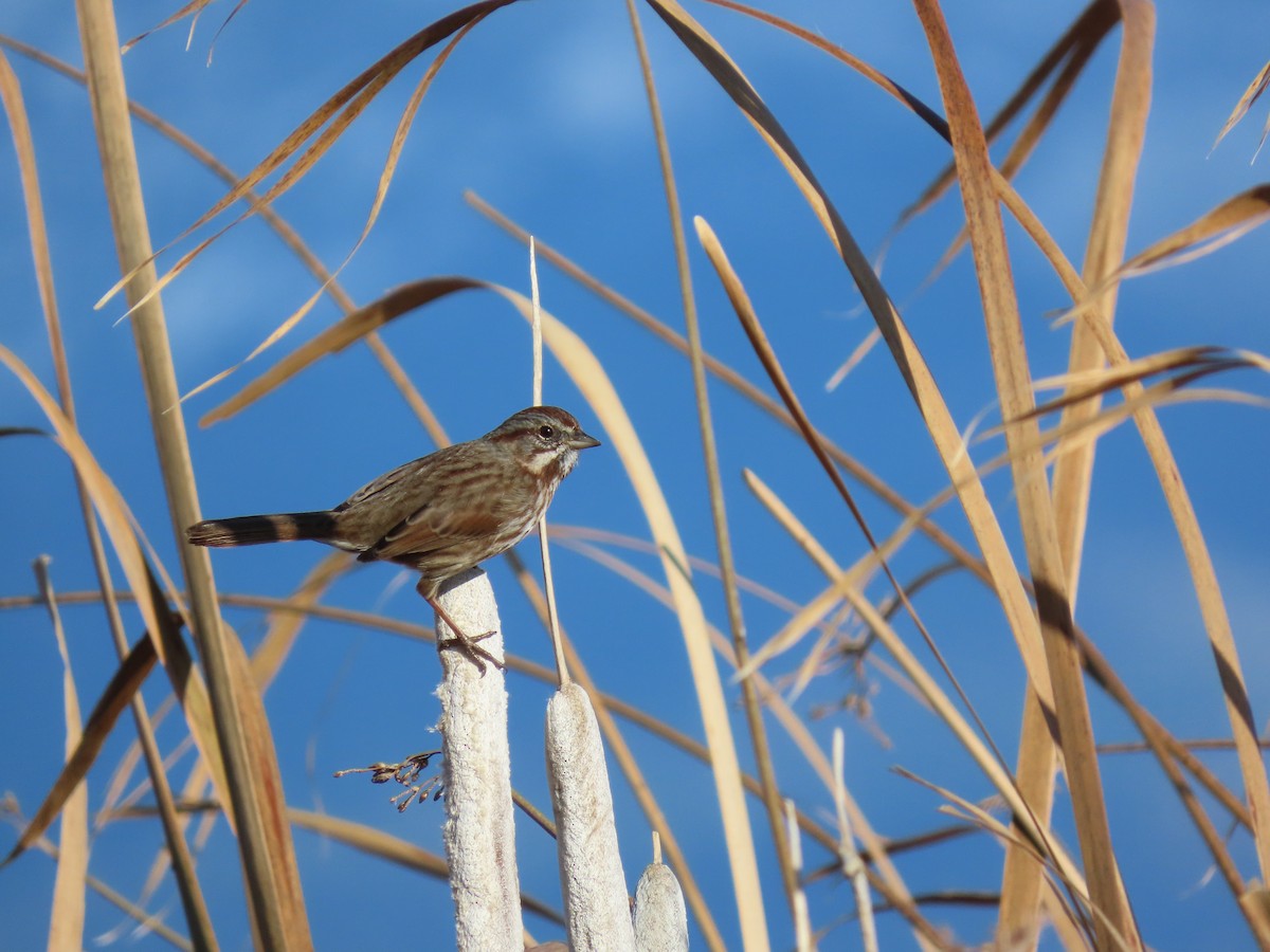 Song Sparrow - ML644390490