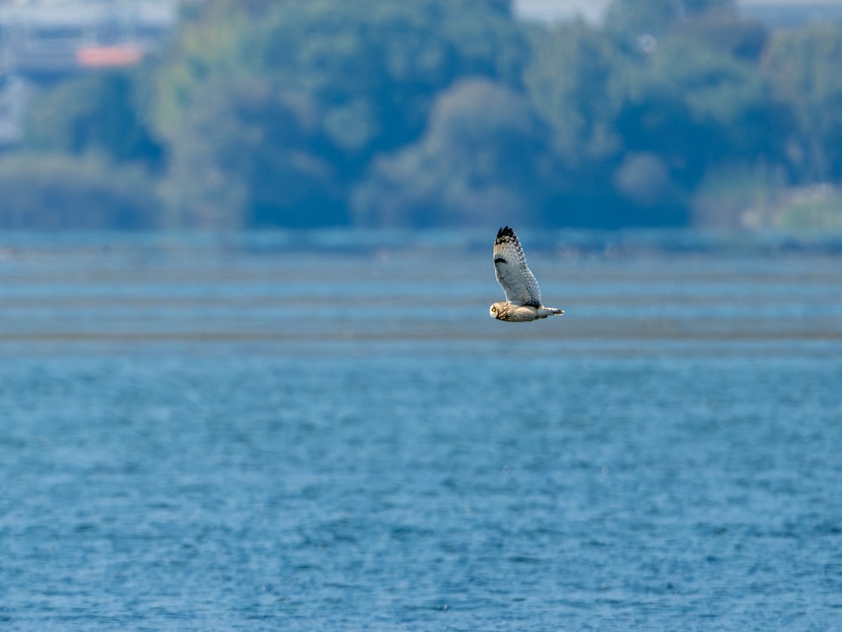 Short-eared Owl - ML644390495