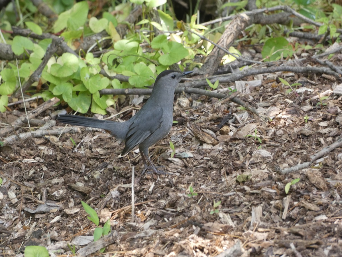 Moqueur chat - ML644390505