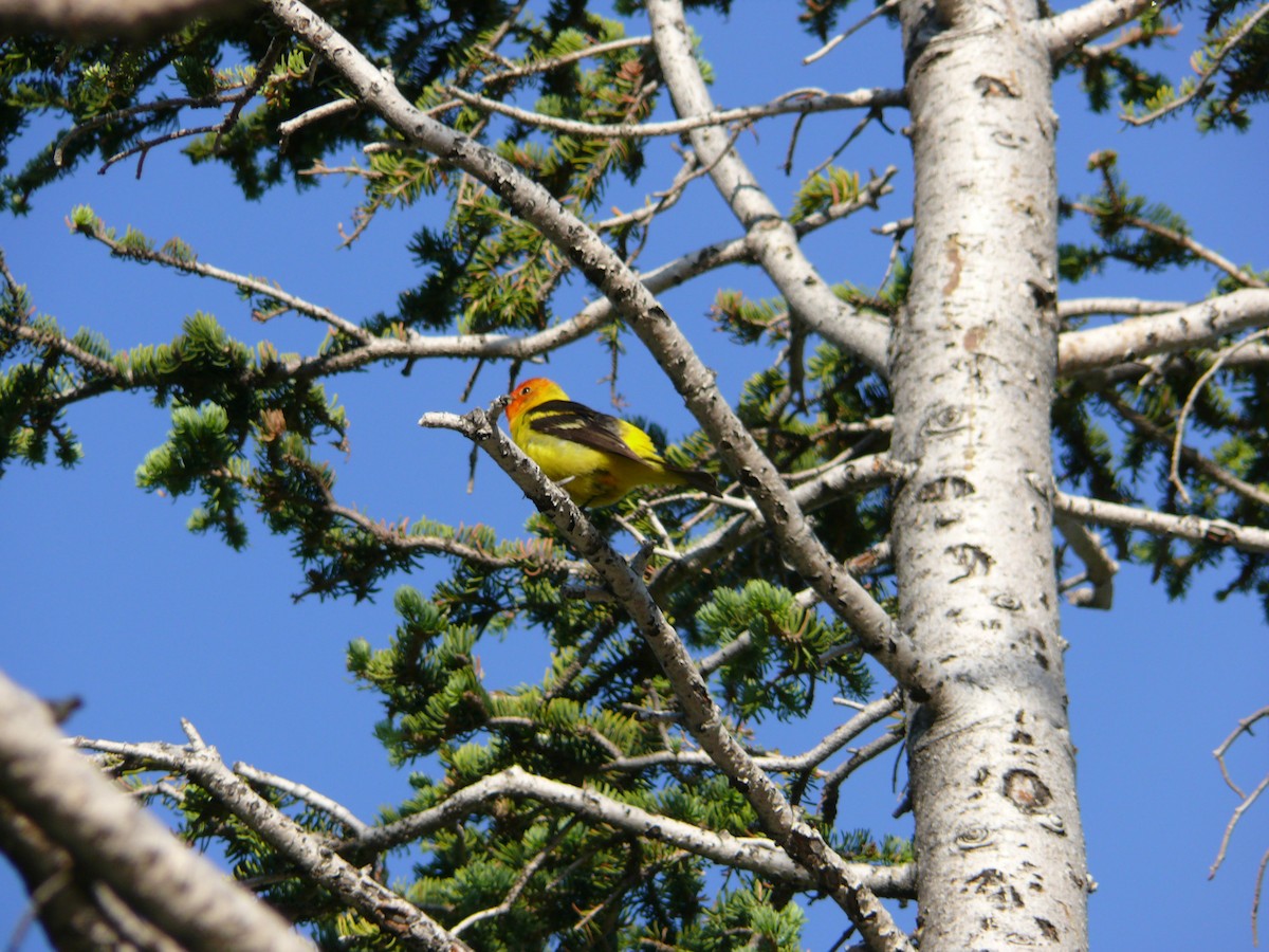 Western Tanager - ML644390506