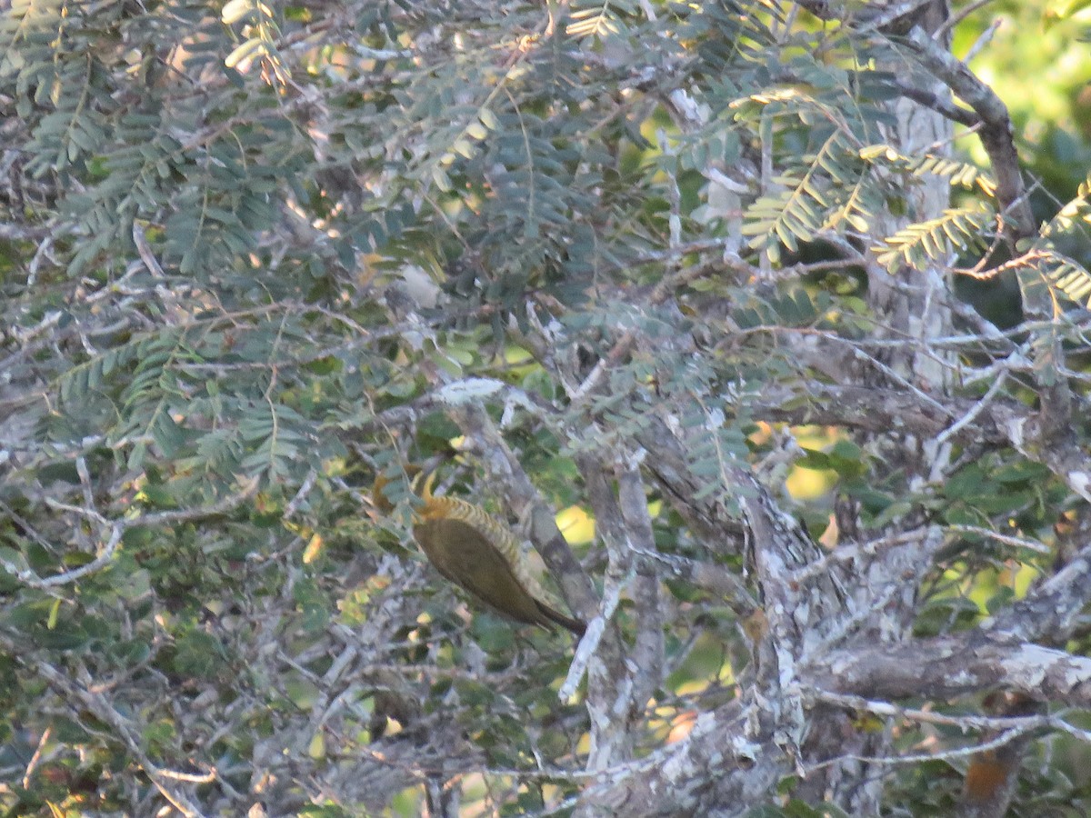 モリゲラ（chrysochloros） - ML644390508