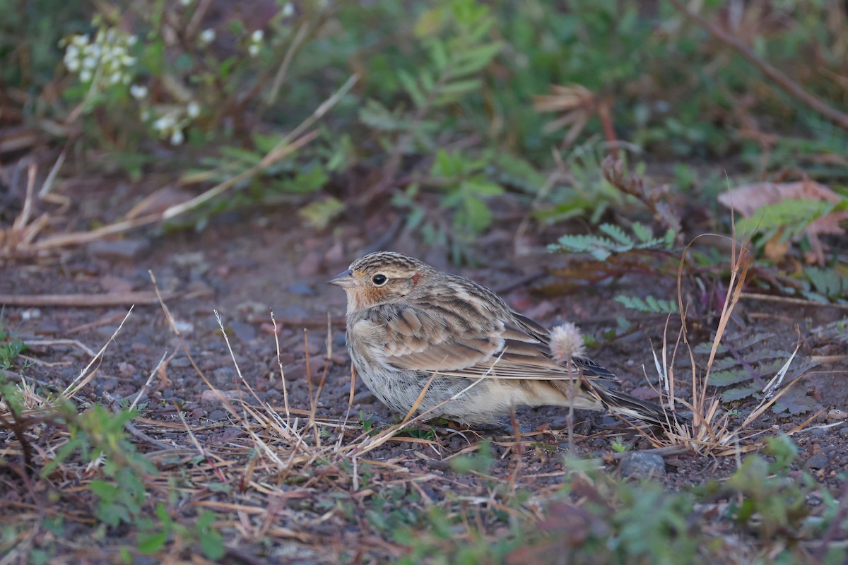 Подорожник чорногрудий - ML644390509