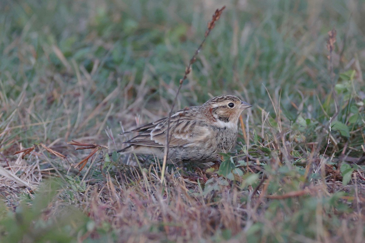 Подорожник чорногрудий - ML644390510
