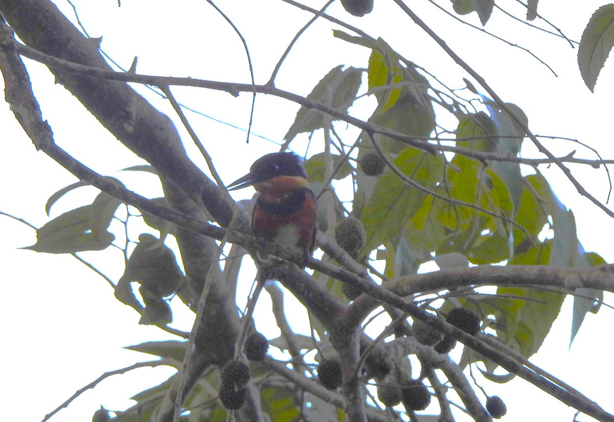 bronseisfugl - ML644390516