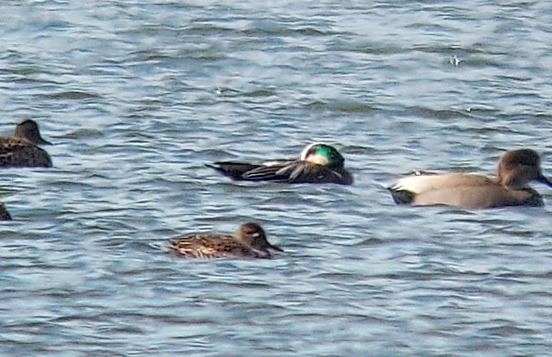 American Wigeon - ML644390519