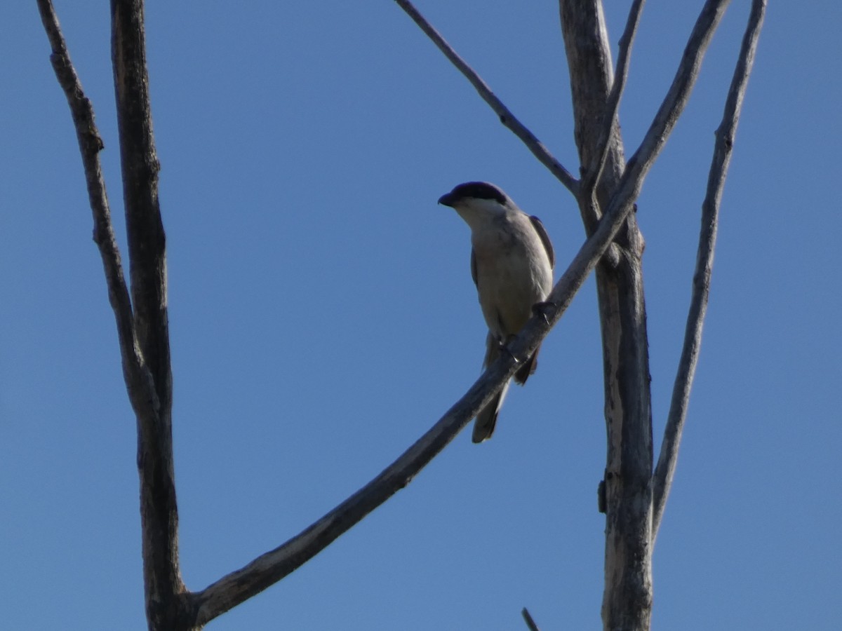 Lesser Gray Shrike - ML644390522