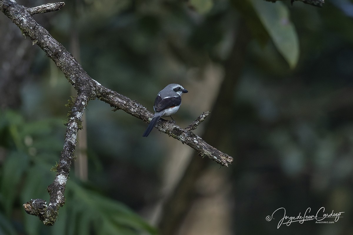 Mackinnon's Shrike - ML644390524