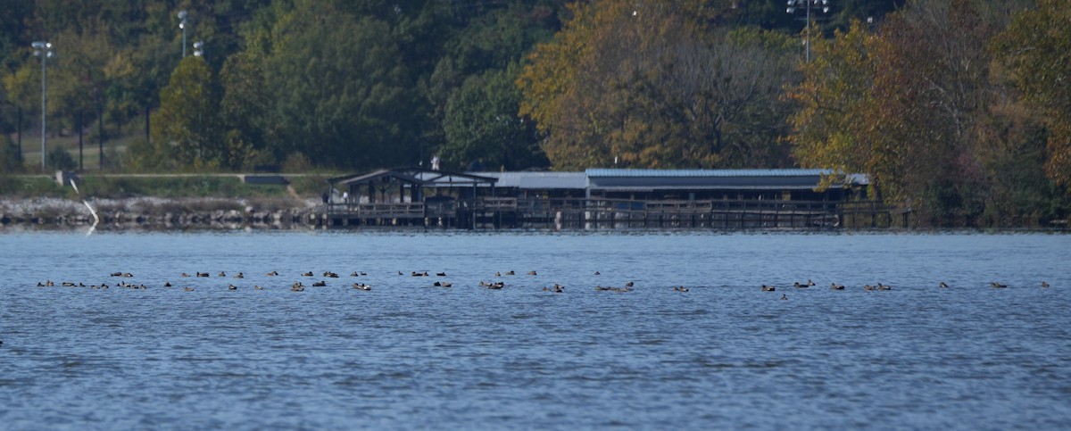 Gadwall - ML644390535