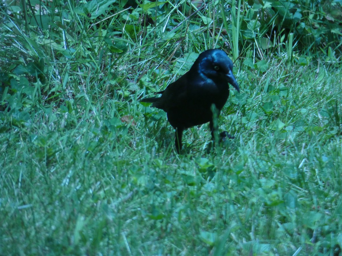 Quiscale bronzé - ML644390539