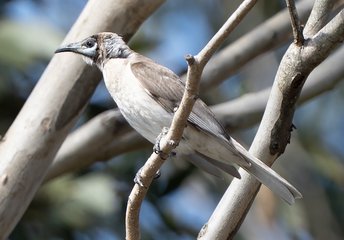 Little Friarbird - ML644390541