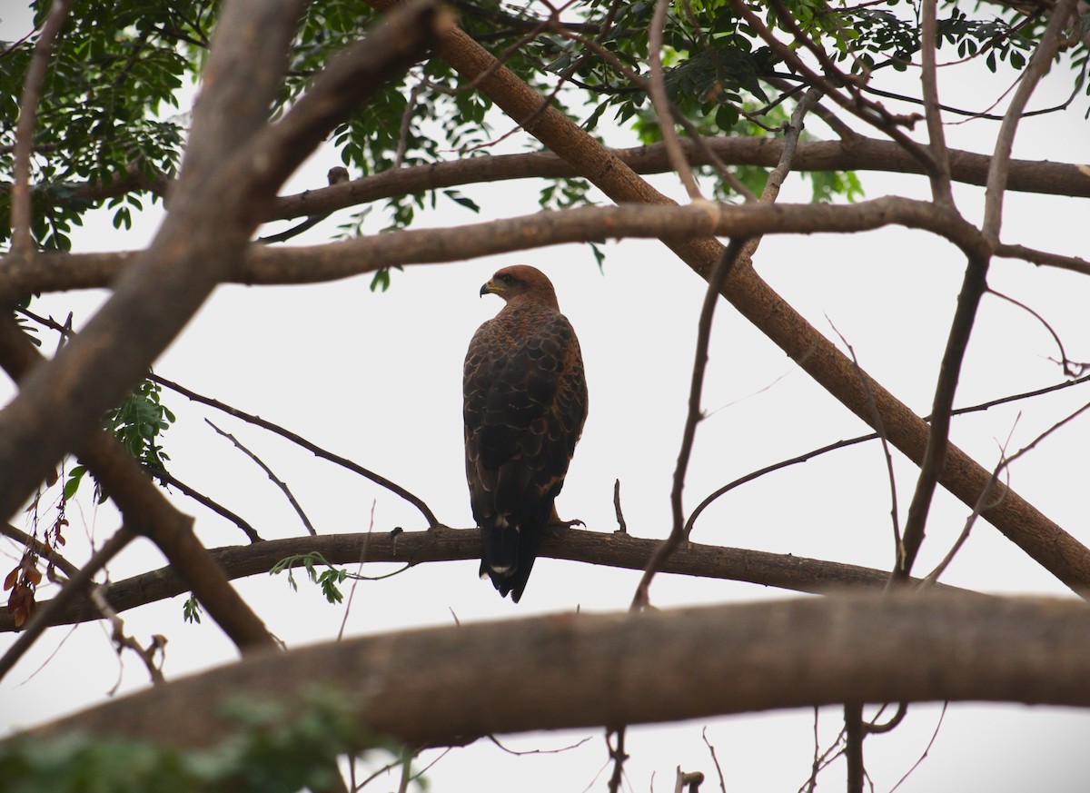 Savanna Hawk - ML644390542