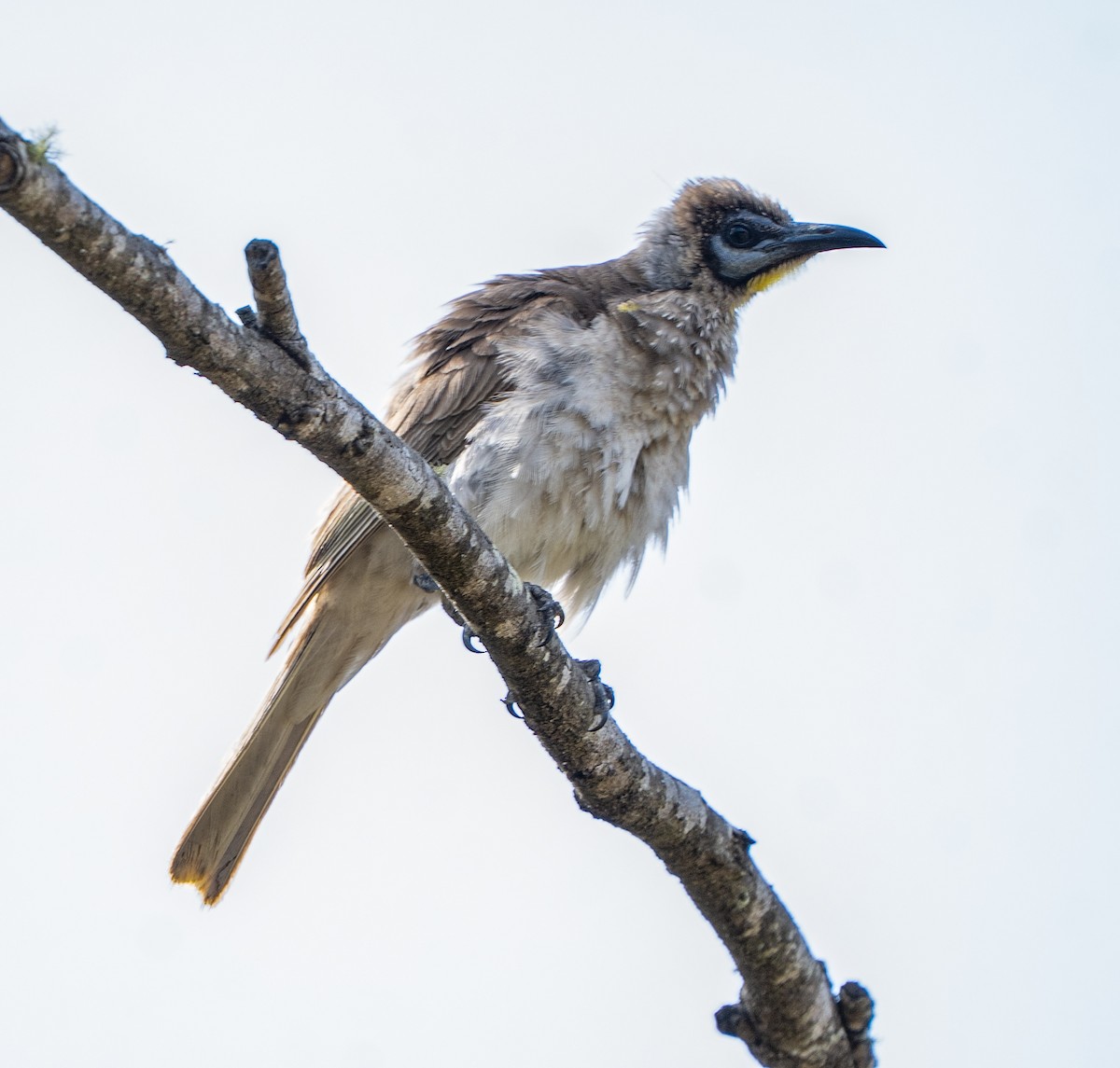 Little Friarbird - ML644390553
