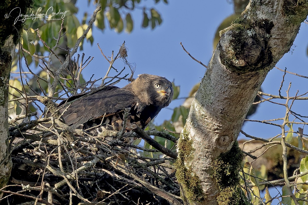 Crowned Eagle - ML644390555
