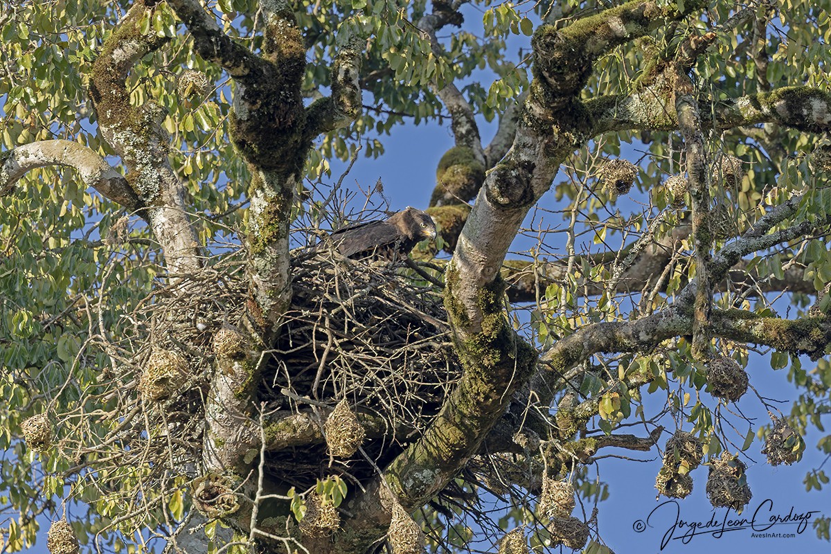 Crowned Eagle - ML644390556