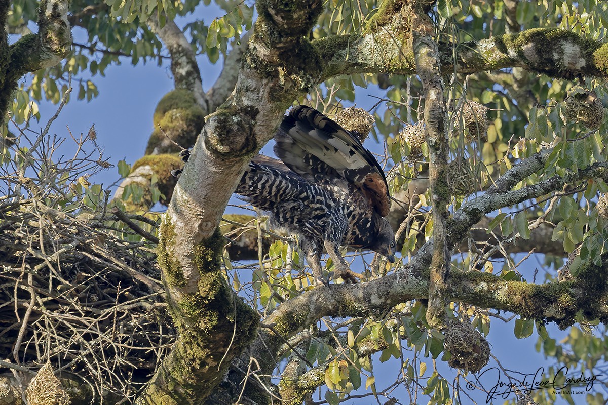 Crowned Eagle - ML644390557
