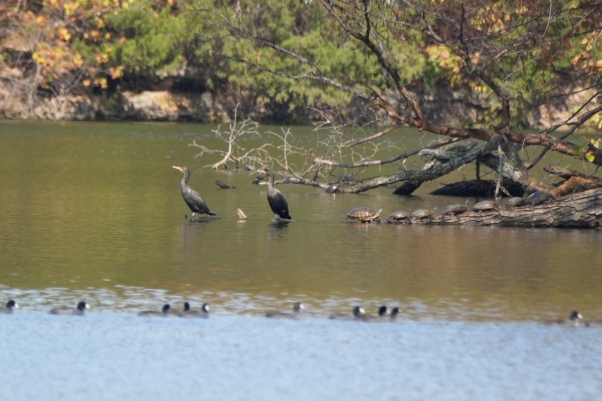 Double-crested Cormorant - ML644390561