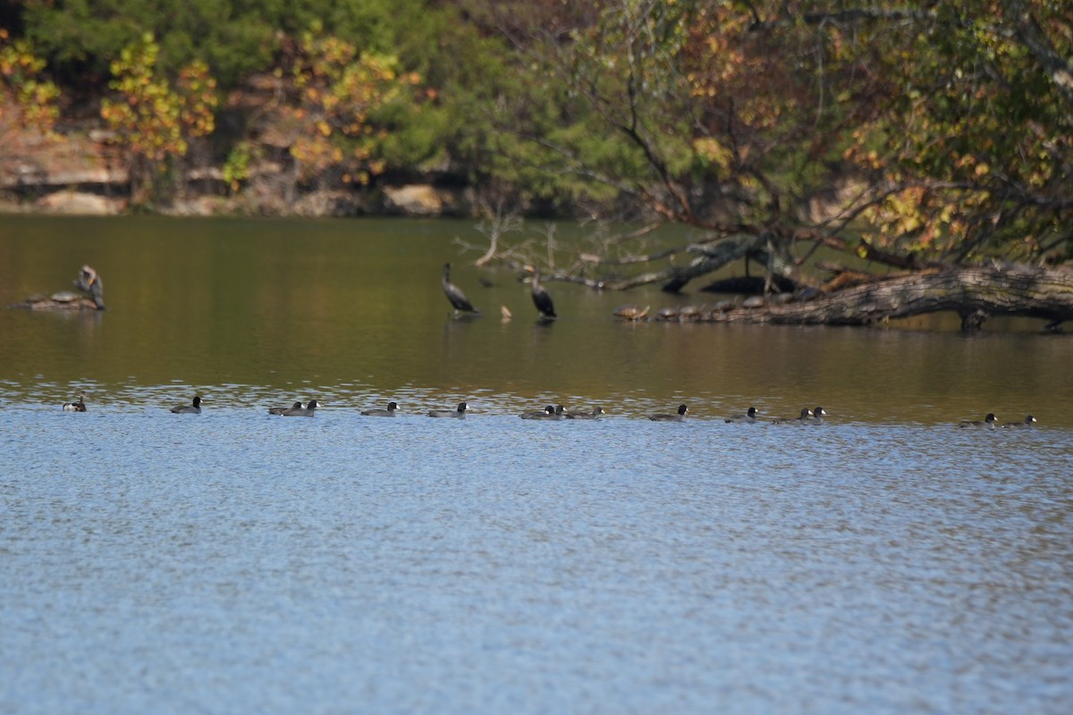American Coot - ML644390581