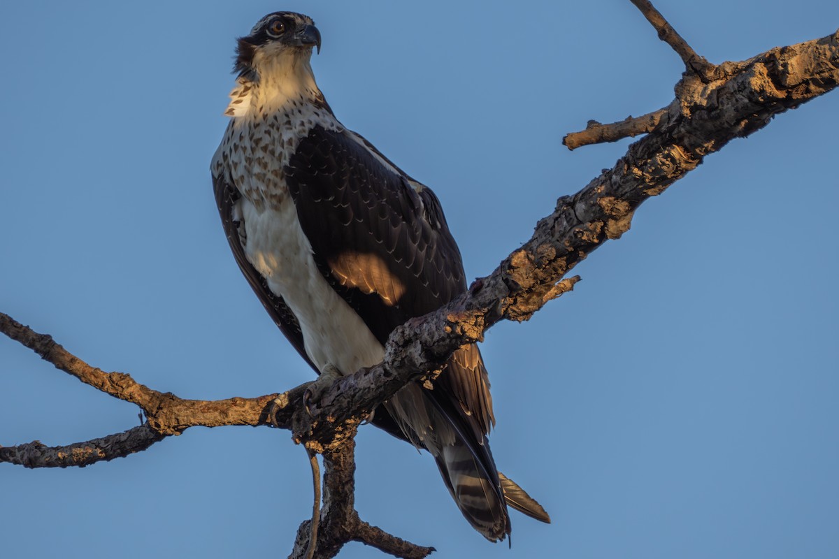 Osprey - ML644390586