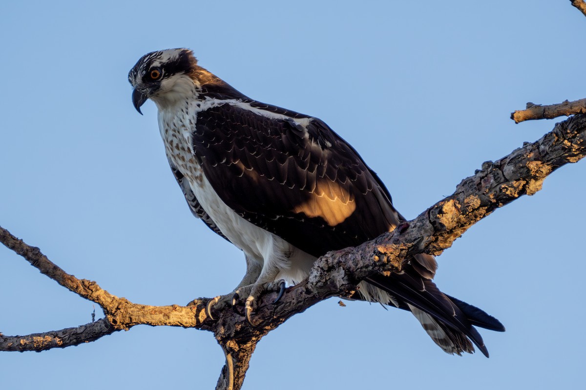 Osprey - ML644390587