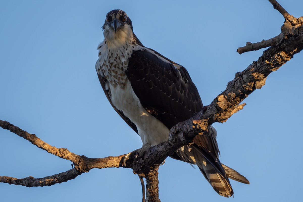 Osprey - ML644390588