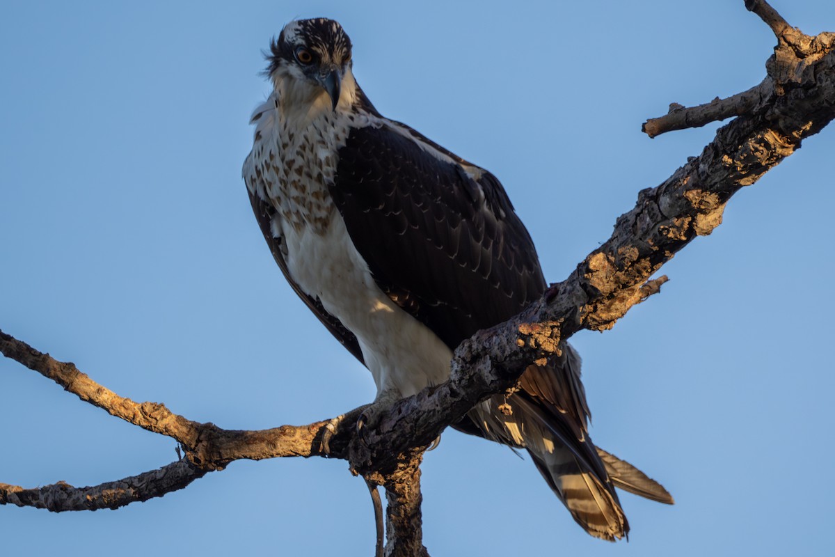 Osprey - ML644390589