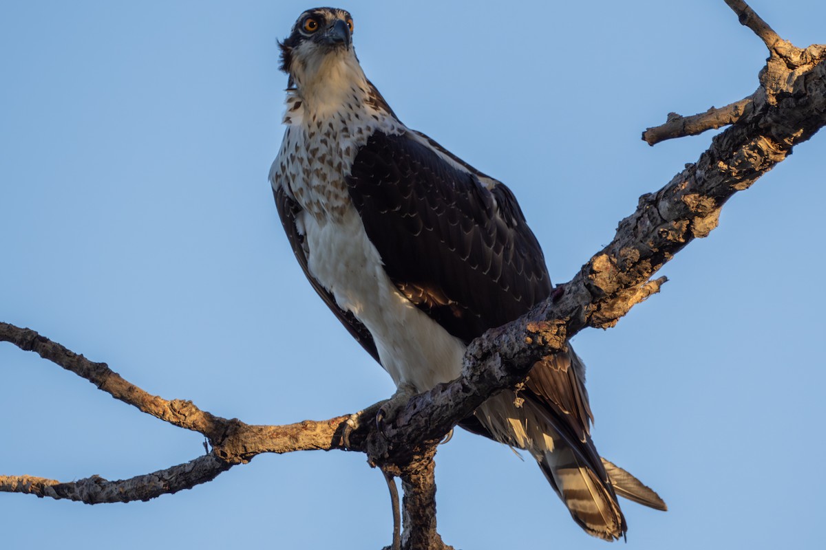 Osprey - ML644390590