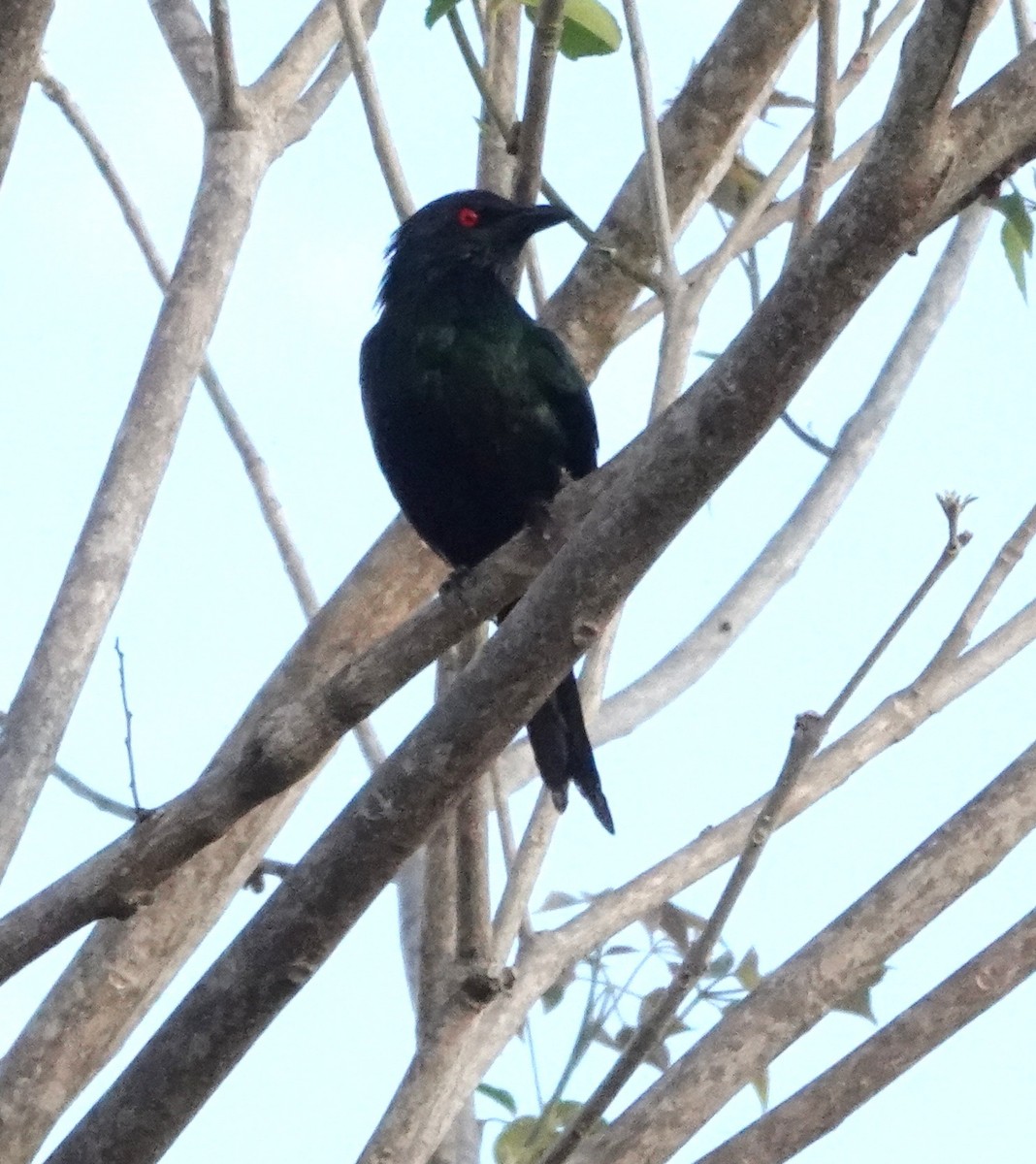 špaček lesklý - ML644390592