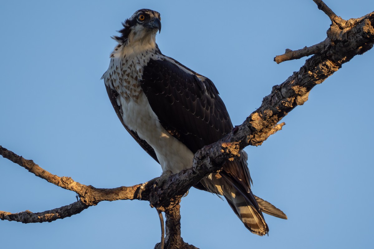 Osprey - ML644390593