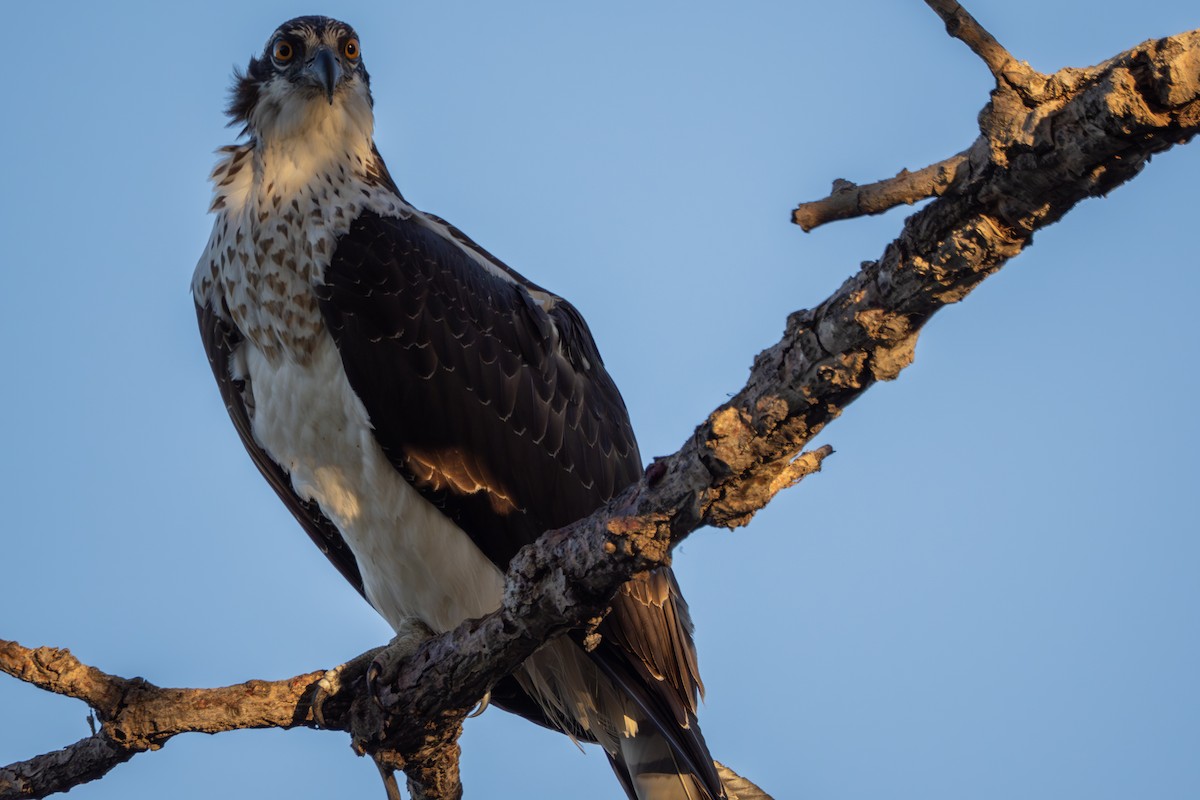 Osprey - ML644390595