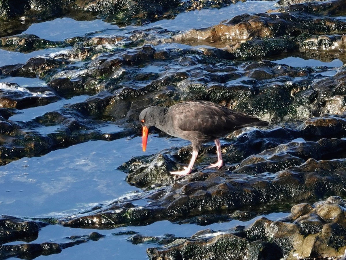 ústřičník západní - ML644390614