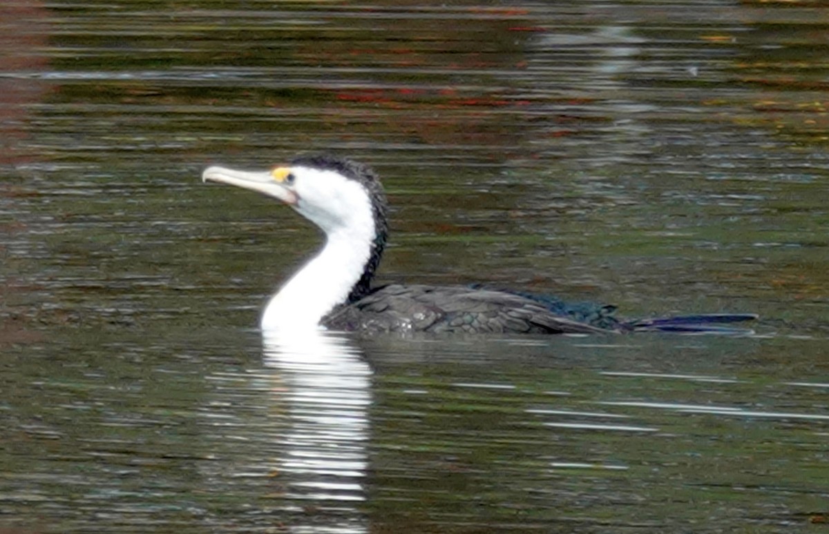 Pied Cormorant - ML644390620