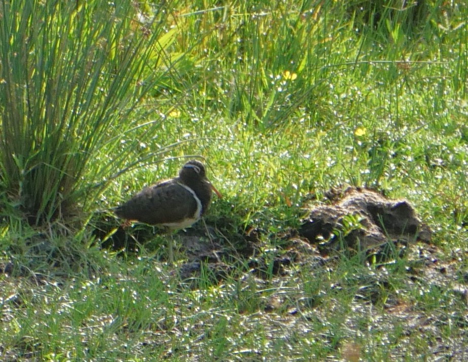 Australian Painted-Snipe - ML644390634