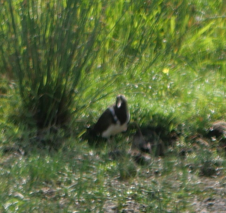 Australian Painted-Snipe - ML644390635