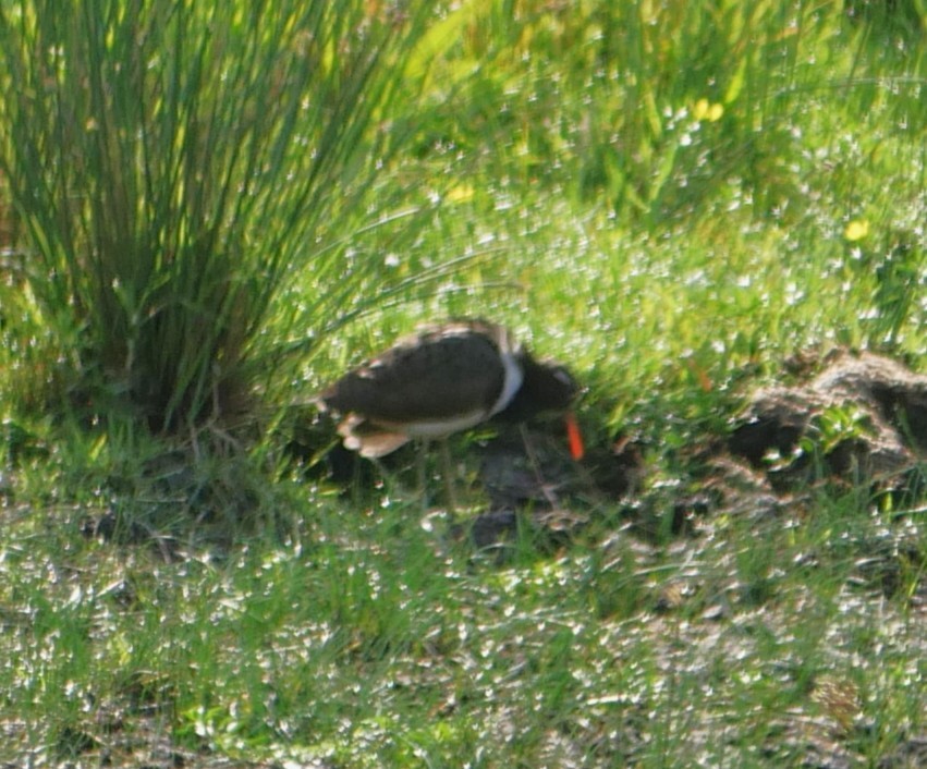 Australian Painted-Snipe - ML644390636