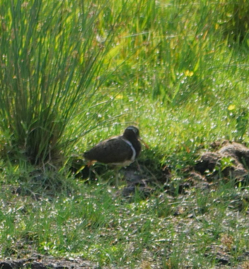 Australian Painted-Snipe - ML644390637