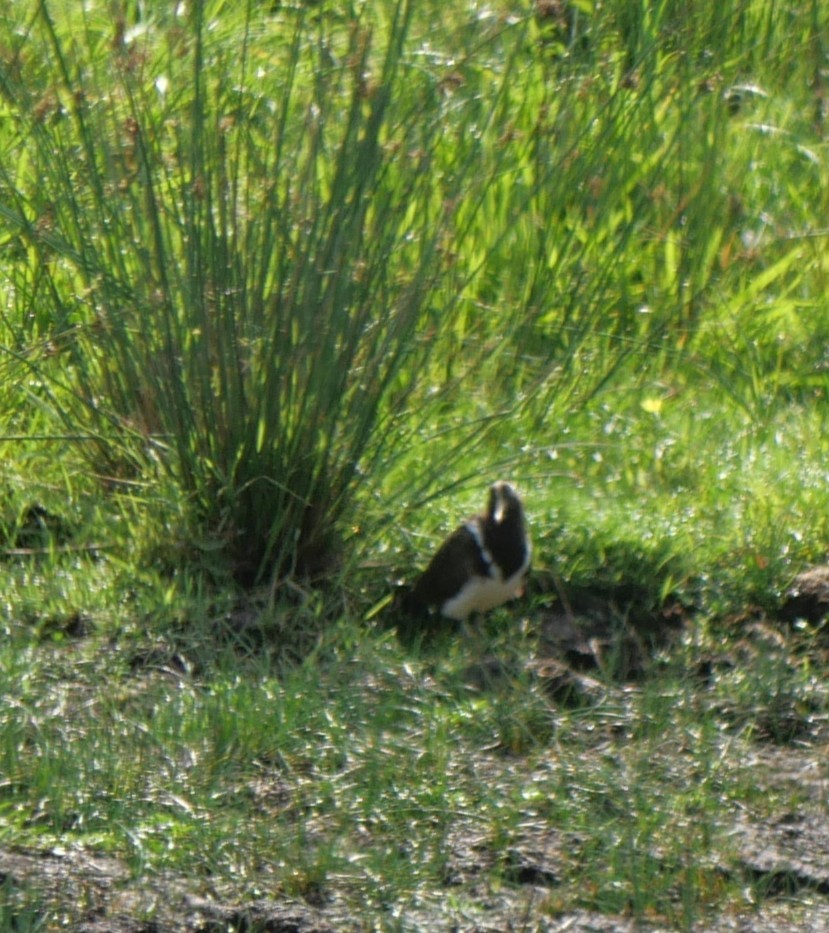 Australian Painted-Snipe - ML644390638