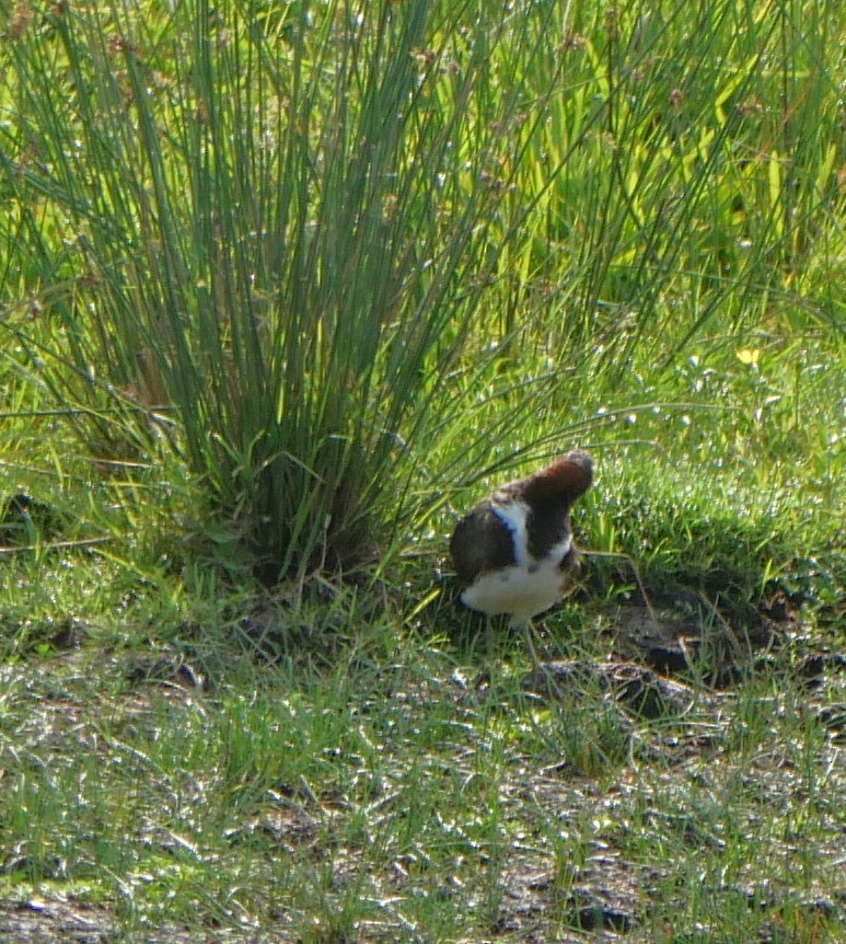 Australian Painted-Snipe - ML644390639