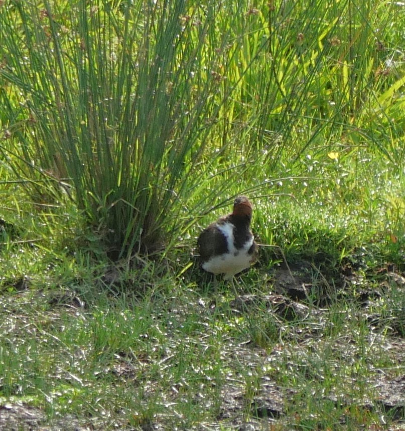 Australian Painted-Snipe - ML644390640