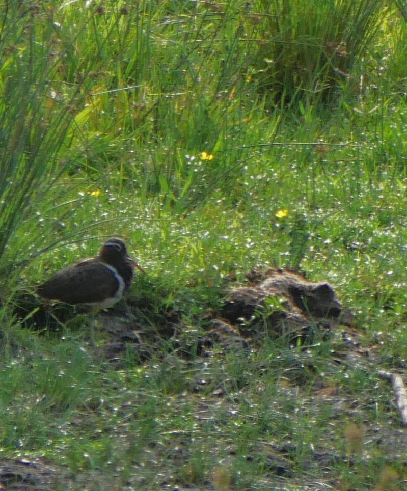 Australian Painted-Snipe - ML644390641