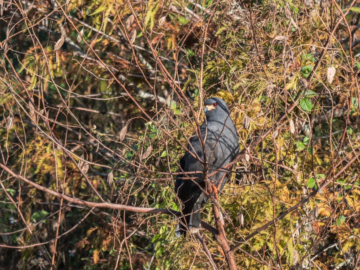 Snail Kite - ML644390646
