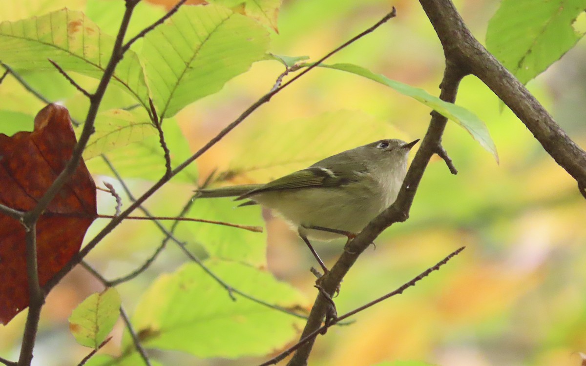 rubinfuglekonge - ML644390648