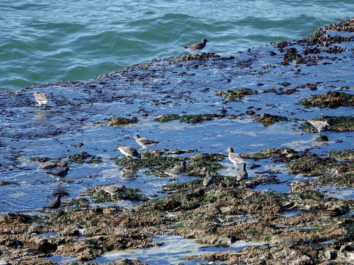 アライソシギ - ML644390664