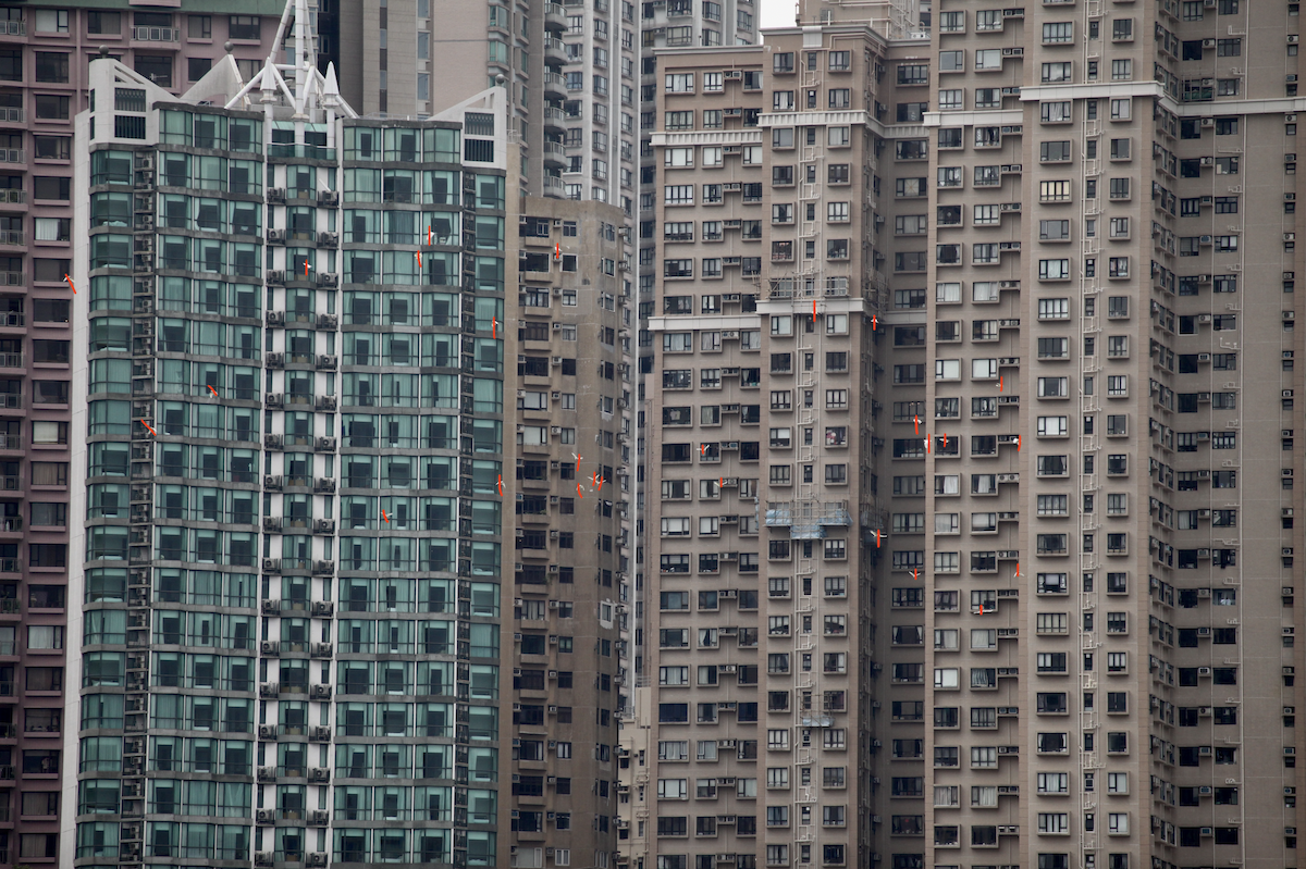 Yellow-crested Cockatoo - ML644390665
