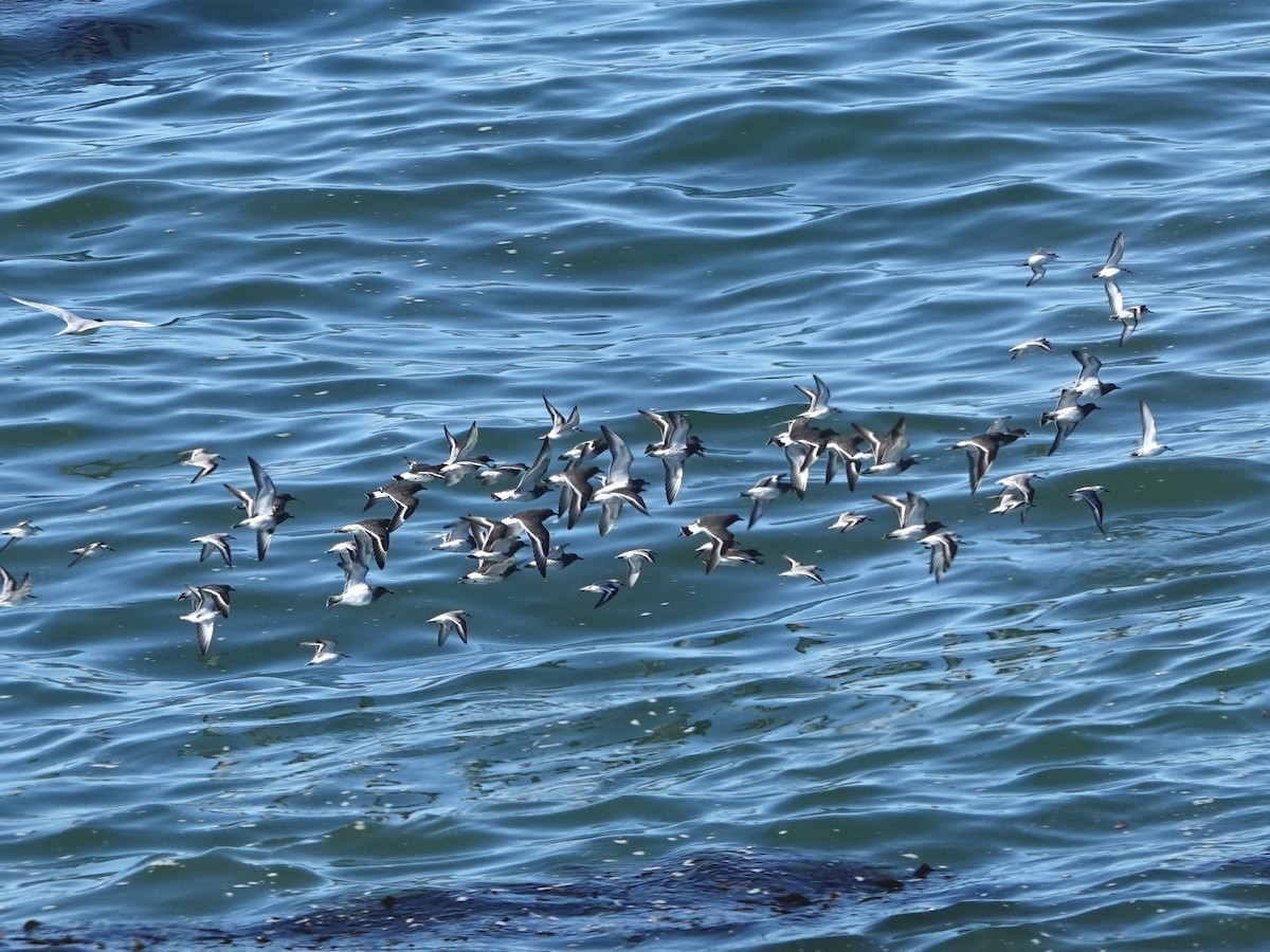 Surfbird - ML644390666